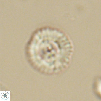 Foteinosolines supremus 68189