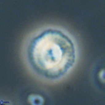 Foteinosolines supremus 68191