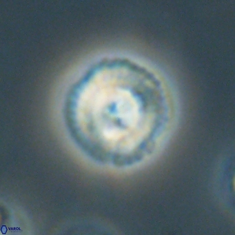 Foteinosolines supremus 68193