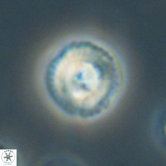 Foteinosolines supremus 68193