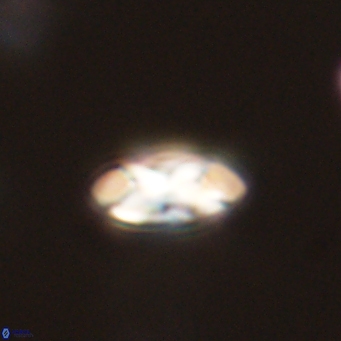 Foteinosolines supremus 68198