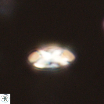 Foteinosolines supremus 68198