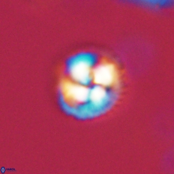 Foteinosolines supremus 68214