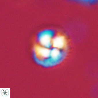 Foteinosolines supremus 68214