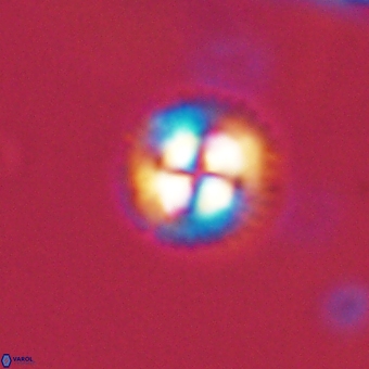 Foteinosolines supremus 68215