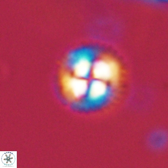 Foteinosolines supremus 68215
