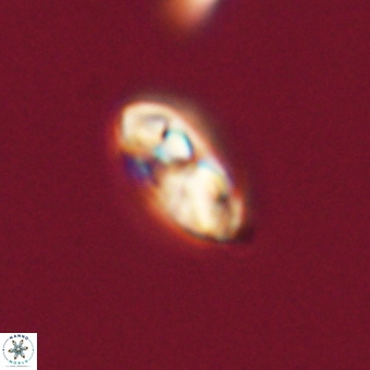 Foteinosolines supremus 68218