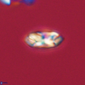 Foteinosolines supremus 68223