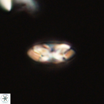 Foteinosolines supremus 68224