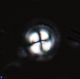 Foteinosolines supremus 25347