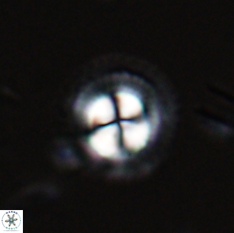Foteinosolines supremus 25347