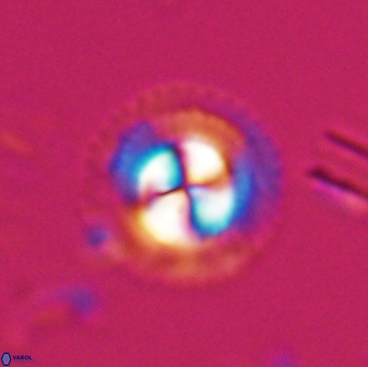 Foteinosolines supremus 25348