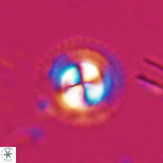 Foteinosolines supremus 25348