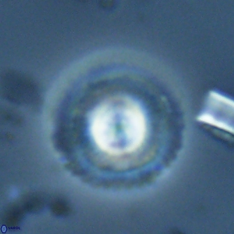 Foteinosolines supremus 25352