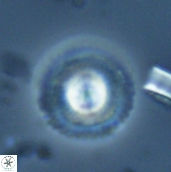 Foteinosolines supremus 25352