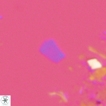 Florisphaera profunda VR 08720