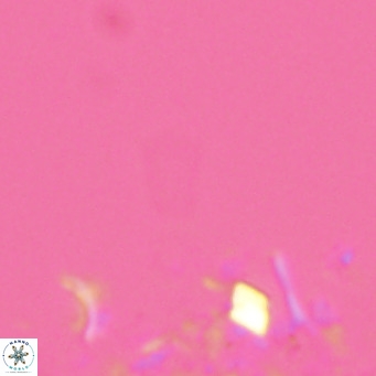 Florisphaera profunda VR 08721