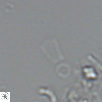 Florisphaera profunda VR 08727