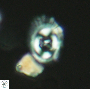 Flabellites biforaminis 2680