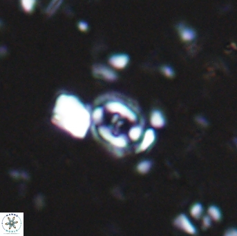 Flabellites diparallelus 06753
