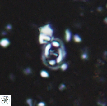 Flabellites diparallelus 06756