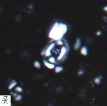Flabellites diparallelus 06757