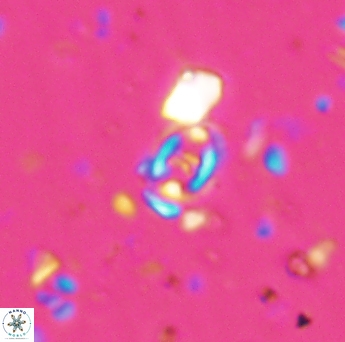 Flabellites diparallelus 06758