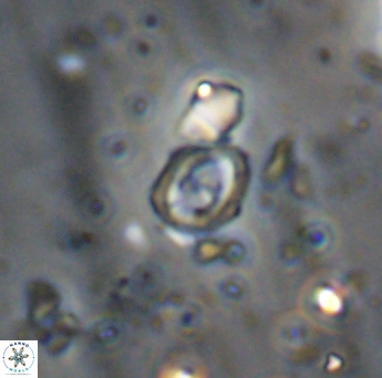 Flabellites diparallelus 06759