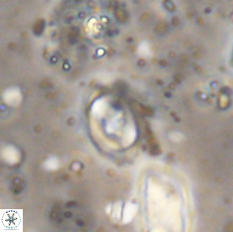 Flabellites diparallelus 06760