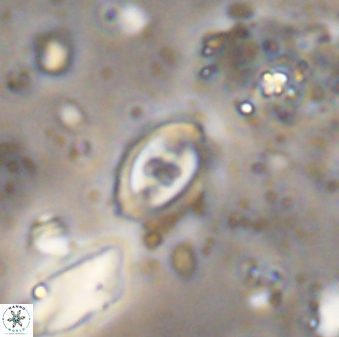 Flabellites eclepensensis 07668