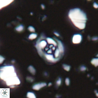 Flabellites eclepensensis 13244