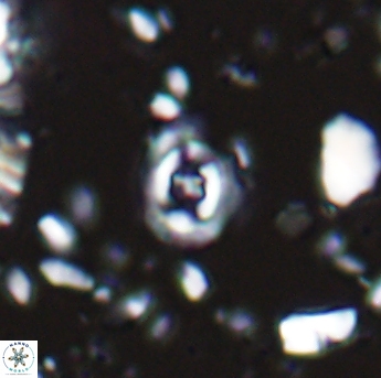 Flabellites eclepensensis 13247