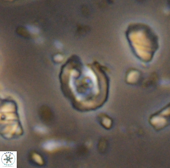Flabellites eclepensensis 13250