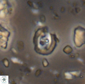 Flabellites eclepensensis 13251