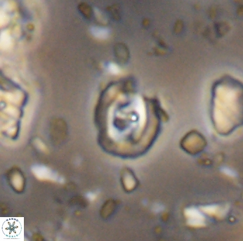 Flabellites eclepensensis 13252
