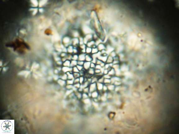 Fuettererella flora VR 08698