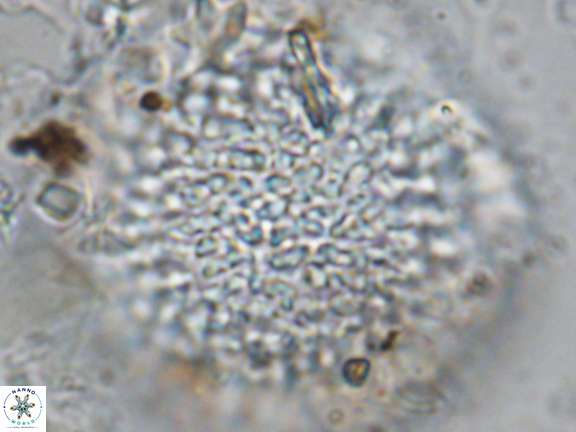 Fuettererella flora VR 08701