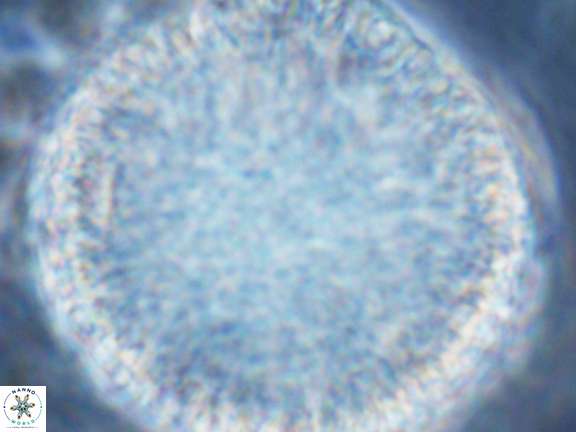 Fuettererella flora VR 08702