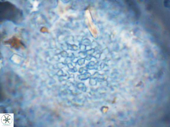 Fuettererella flora VR 08703