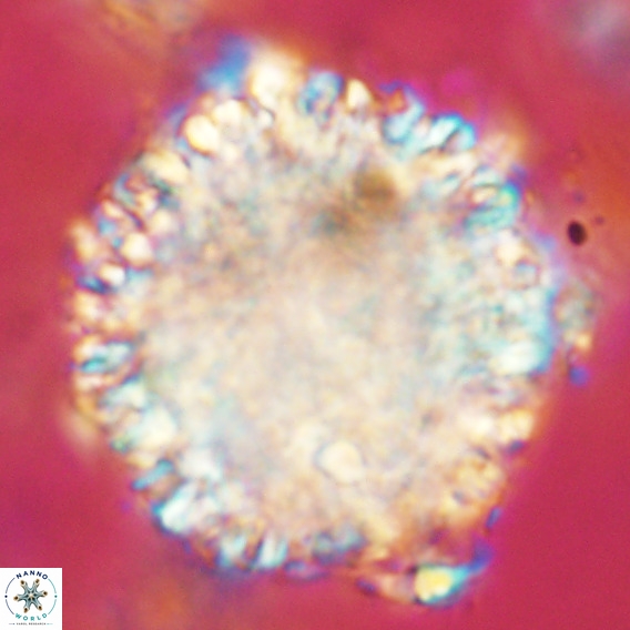 Fuettererella flora VR 08848