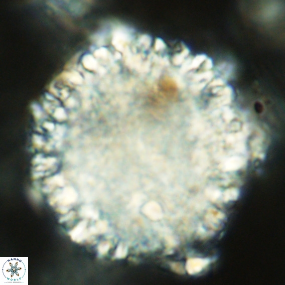 Fuettererella flora VR 08849