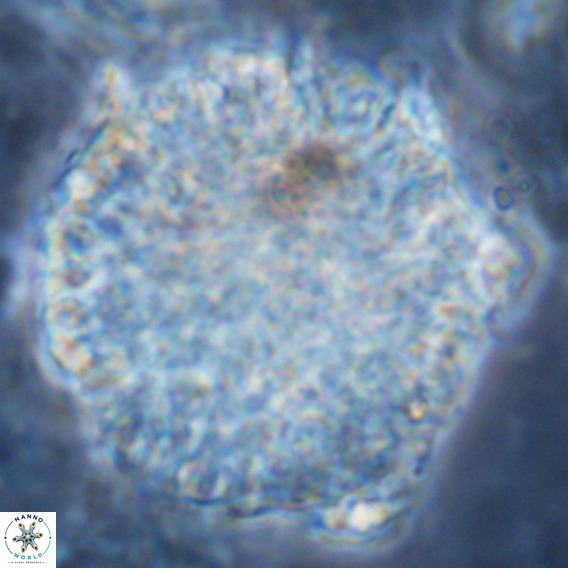 Fuettererella flora VR 08854