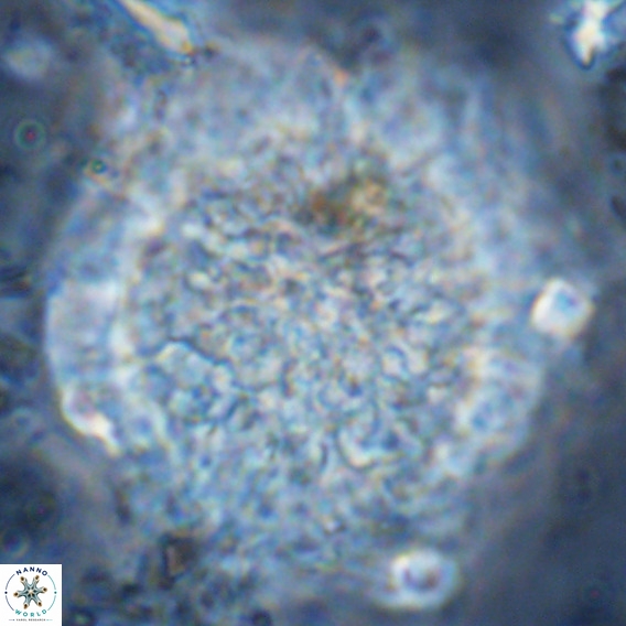 Fuettererella flora VR 08855