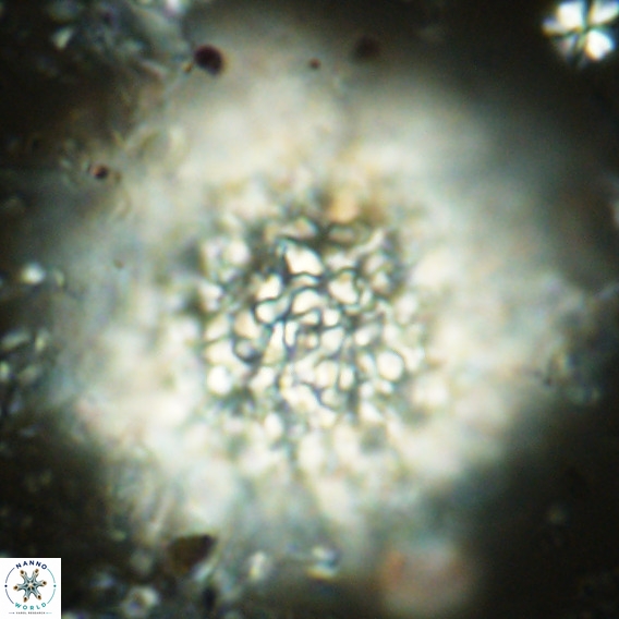 Fuettererella flora VR 08850