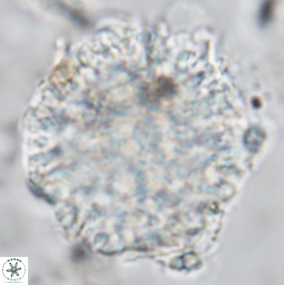 Fuettererella flora VR 08852