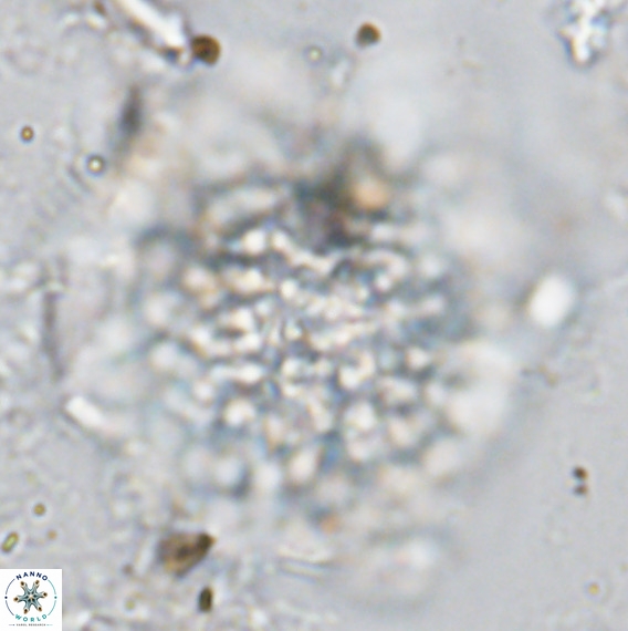 Fuettererella flora VR 08853