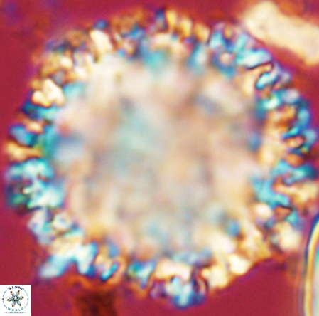 Fuettererella flora VR 09137