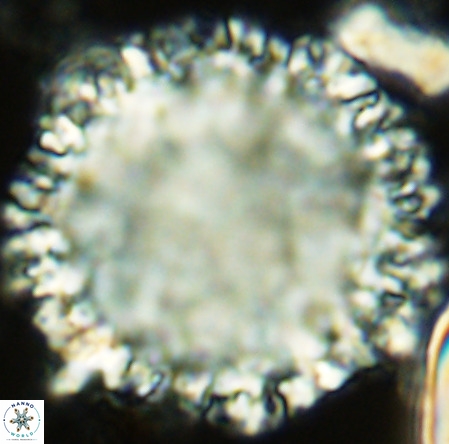 Fuettererella flora VR 09138