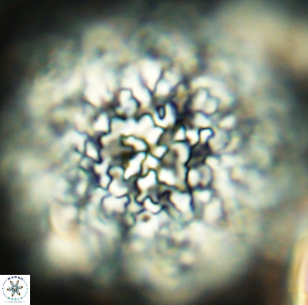 Fuettererella flora VR 09139