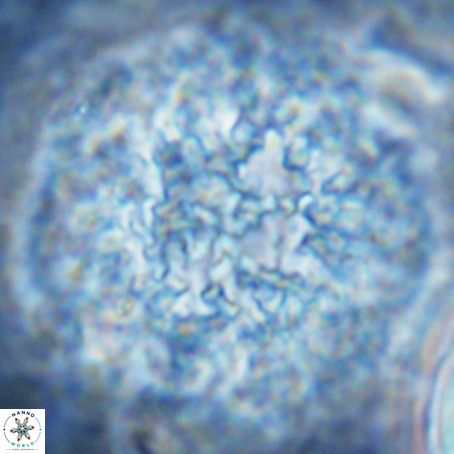 Fuettererella flora VR 09144